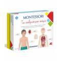 AS Montessori - Human Body -To ανθρώπινο σώμα  (1024-63225)